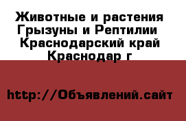 Животные и растения Грызуны и Рептилии. Краснодарский край,Краснодар г.